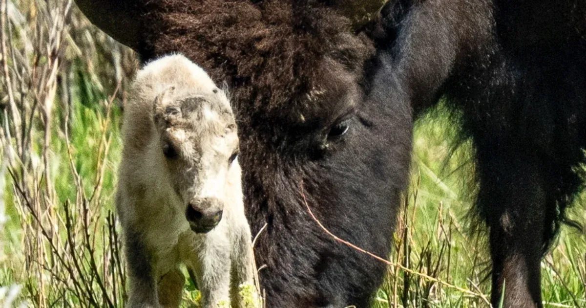 Harminc év után először újra fehér bölényborjú született a Yellowstone Nemzeti Parkban