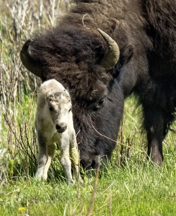 2024. június 11-én közreadott kép egy újonnan született fehér bölény borjúról a Yellowstone Nemzeti Parkhoz tartozó Lamar völgyben június 4-én – Fotó: Erin Braaten / Dancing Aspens Photography / AP / MTI