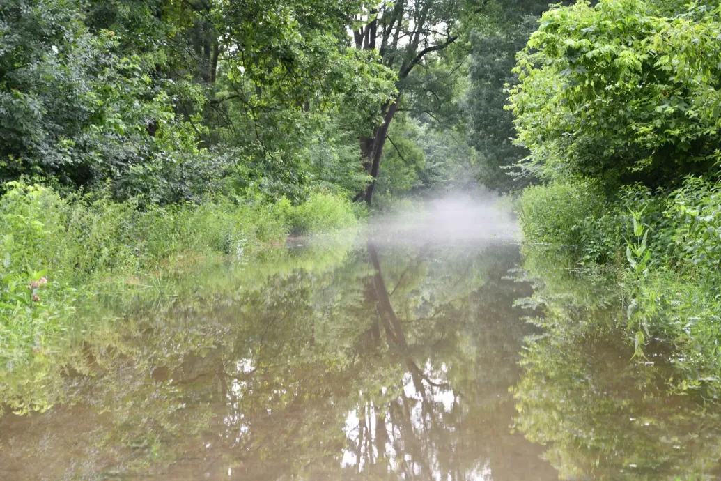 Árad a Duna, június végéig nem lehet látogatni a Gemenci erdőt