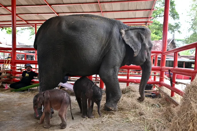 Elephant cubs with their mother - Photograph: Manan Vatsyayana / AFP