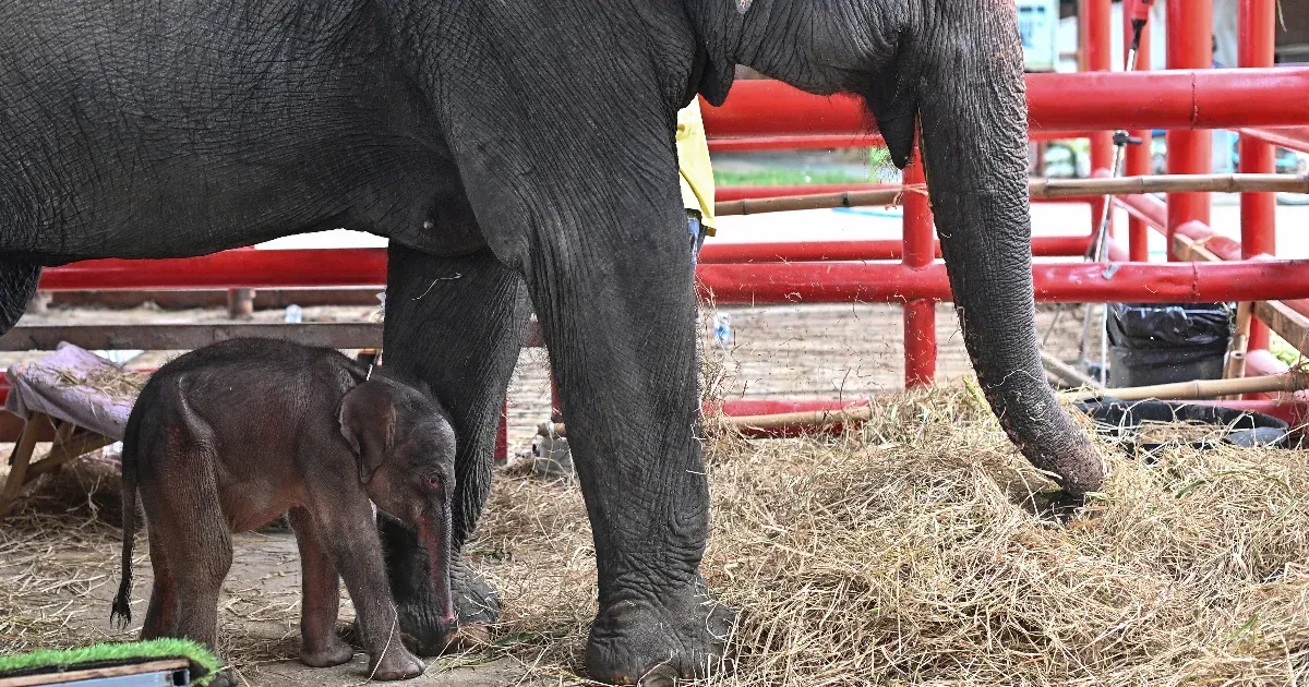 Very rare baby elephants were born in Thailand