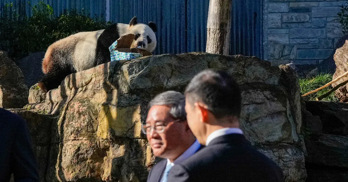 Pandadiplomácia: két új pandát ígér Kína Ausztráliának