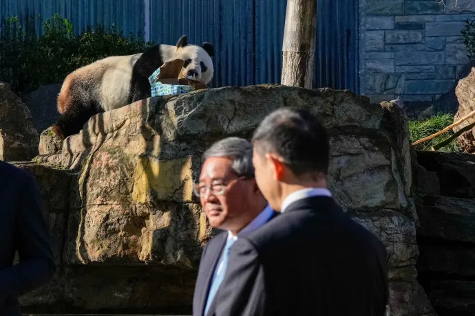 Pandadiplomácia: két új pandát ígér Kína Ausztráliának