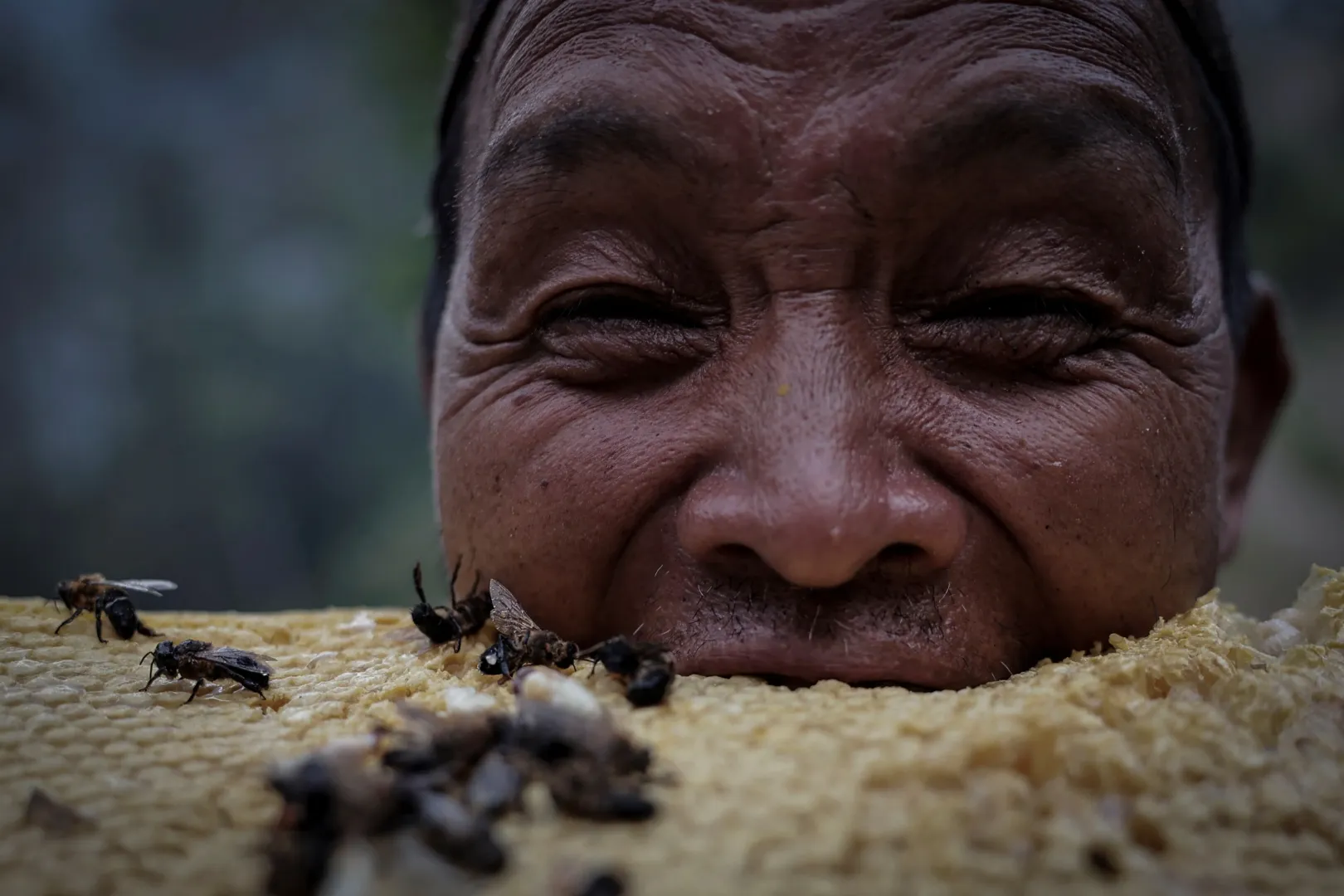 Tek Prasad harap bele a frissen begyűjtött lépbe. A jobb minőségű méz nagy részét eladják, értékes exportcikknek is számít – Fotó: Navesh Chitrakar / Reuters
