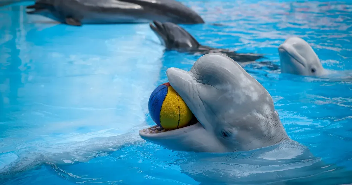Dos ballenas beluga, Blamber y Miranda, han sido rescatadas de un delfinario ucraniano