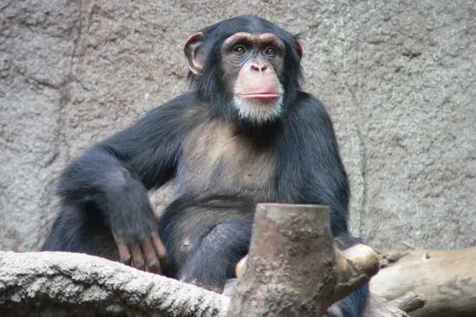 Beteg csimpánzok vezették nyomra a fájdalomcsillapító növények után kutató tudósokat