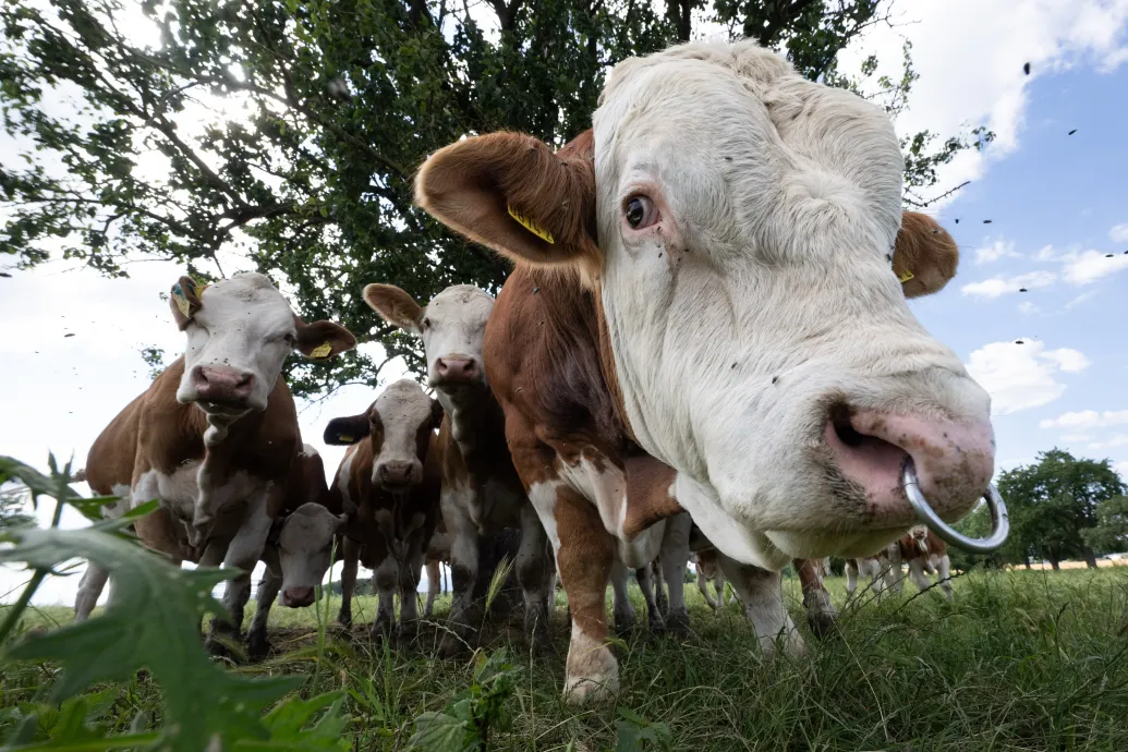 Felöklelt és halálra taposott egy férfit egy szarvasmarha Nógrádban