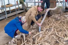 A csontokon kivégzésre utaló nyomokat találtak a régészek az egyik mohácsi tömegsírban
