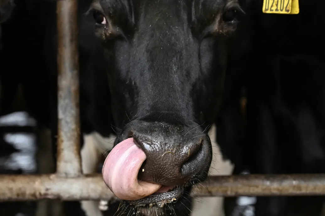 Tehenenként közel 36 ezer forintnyi koronára adóztatnák a gazdákat Dániában
