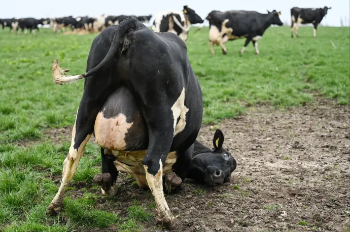 Dánia bevezeti a fingadót: a gazdáknak tehenenként 450 lejnyi koronát kell majd fizetni