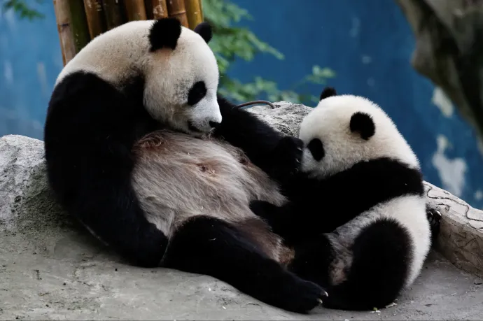 Pandákkal adnak új lendületet az amerikai-kínai kapcsolatoknak