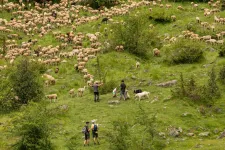 A kieső közel-keleti partnerek helyett Franciaország érdeklődik a romániai bárányhús iránt
