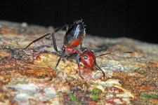 Egy ázsiai hangya úgy végez az ellenségeivel, hogy felrobbantja saját magát