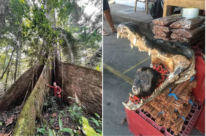 Árbol gigante, recuerdo de cabeza de mono y río - Foto: Benedek Heiszig