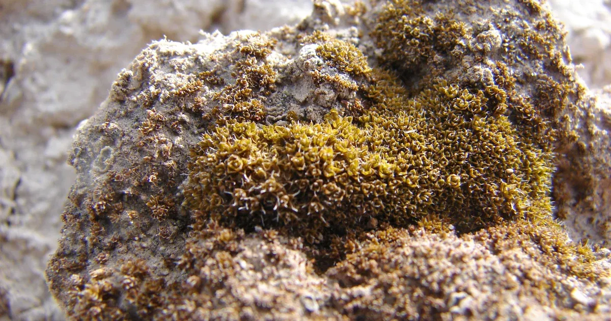 Desert algae can survive harsh Martian conditions