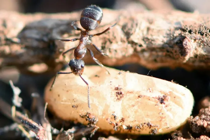 A túlélés érdekében lerágják a hangyák egymás lábát