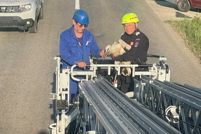 Gólyát mentettek a szatmári tűzoltók
