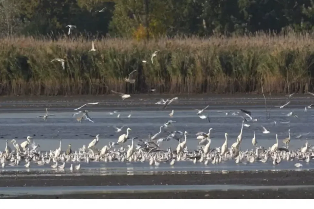 Madárszínházat építenek a Hortobágyon 4,3 milliárd forintból