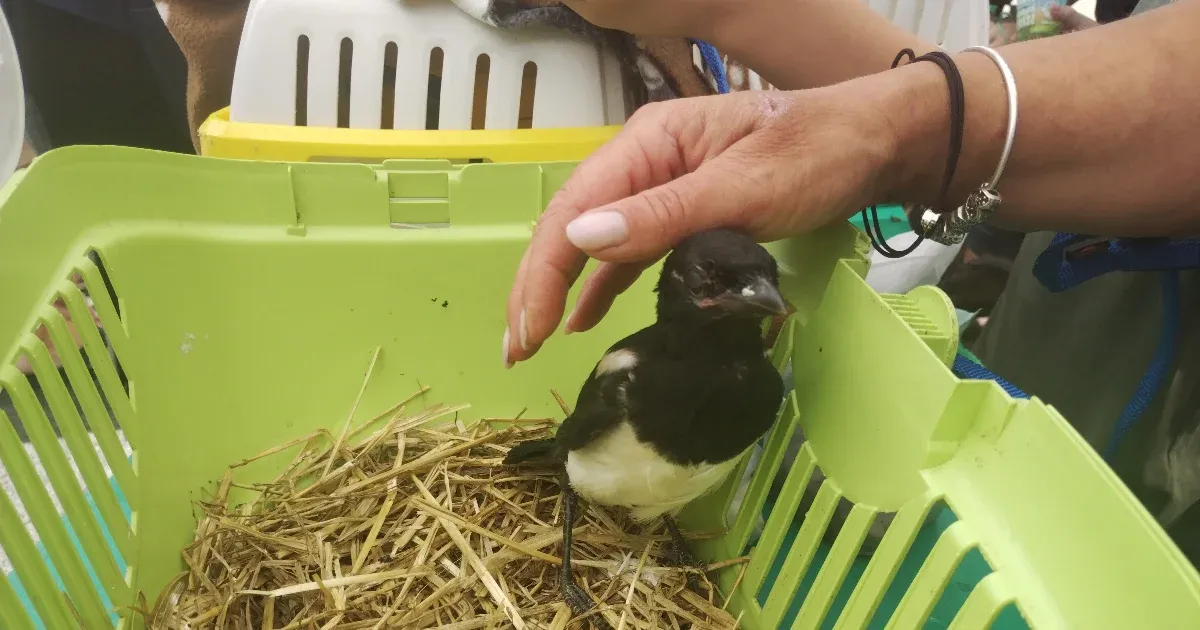 Mit nekünk cicák és kutyák, simogassunk varjakat
