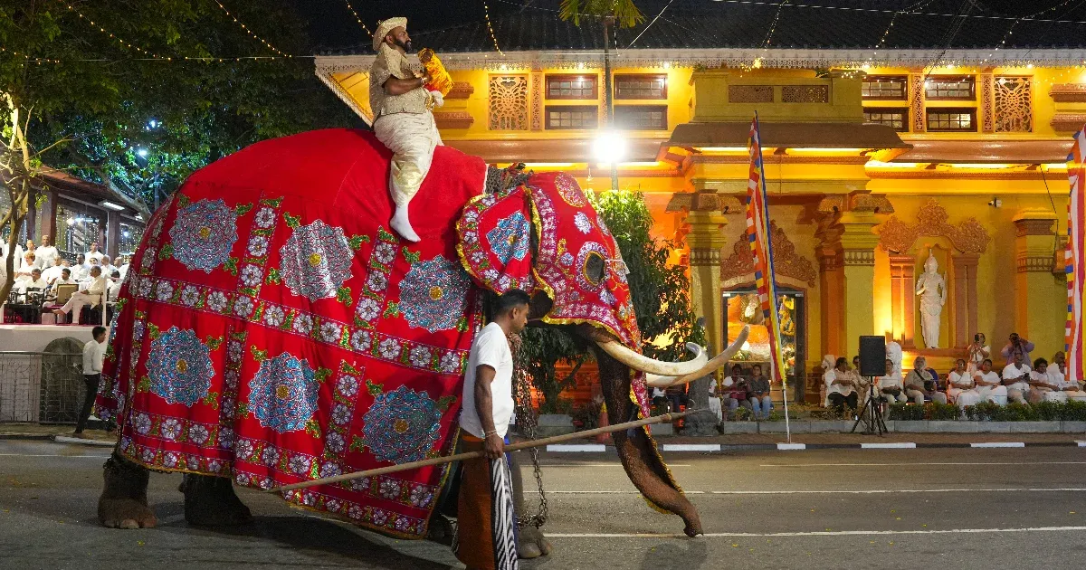 Un elefante aterrorizado en Sri Lanka hirió a varias personas tras arrancarle la cola