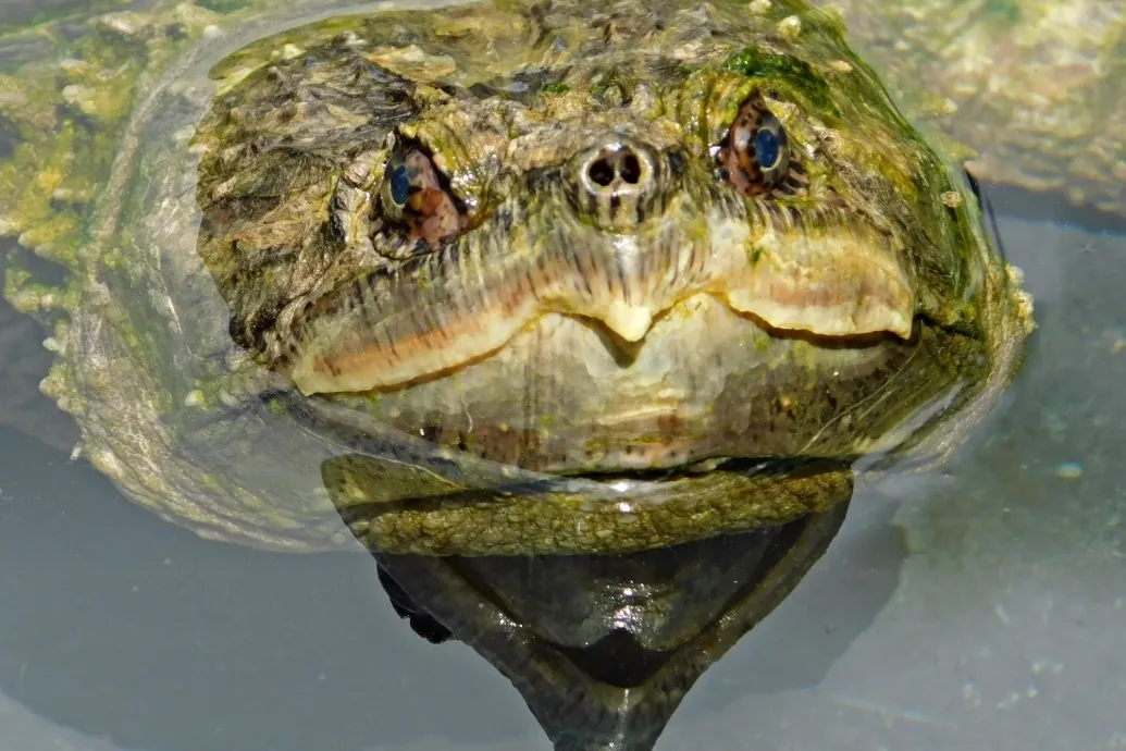 Aligátorteknőst fogott egy horgász a Balatonnál