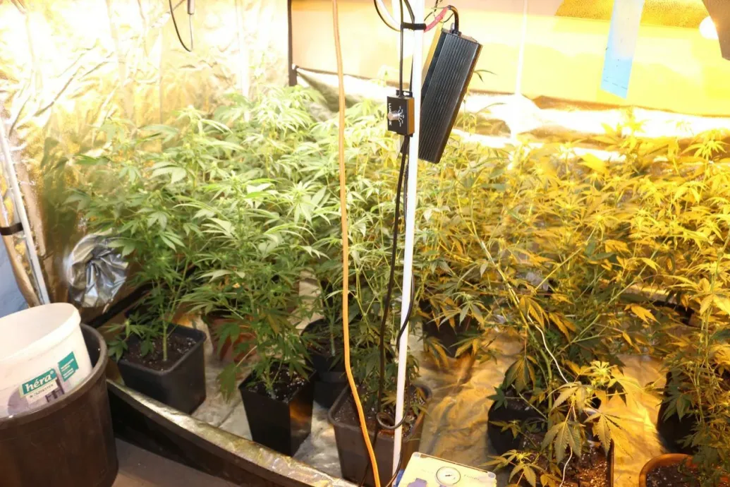 Kolbászok között termesztett kannabiszt egy férfi egy Szegedhez közeli húsüzemben
