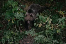 A hegyimentők szerint veszett lehetett a Bucsecsben támadó medve