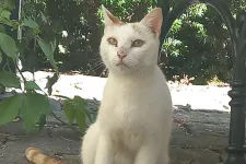 Vörös farkú, fehér alapszínű macskája lett a budapesti városházának