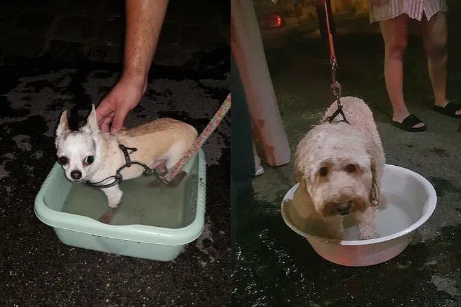 Egy állatorvos hagyta kutyáit a felforrósodott autóban
