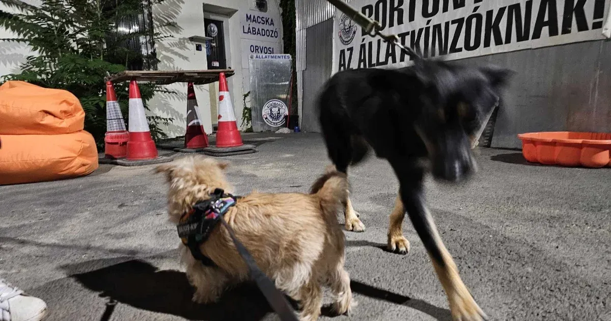 Felforrósodott autóba zárt kutyákat és macskát mentettek a rendőrök a II. kerületben