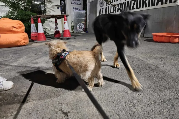 Felforrósodott autóba zárt kutyákat és macskát mentettek a rendőrök a II. kerületben