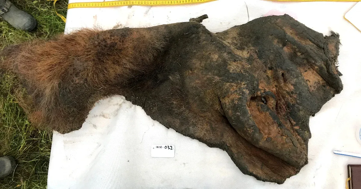 52 ezer éves bőrmintából sikerült rekonstruálni a gyapjas mamut háromdimenziós genomját