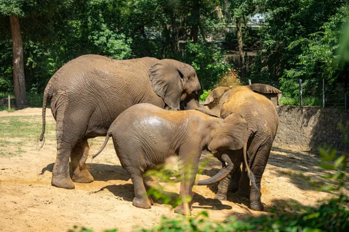 Új afrikai elefánt érkezett a nyíregyházi állatkertbe
