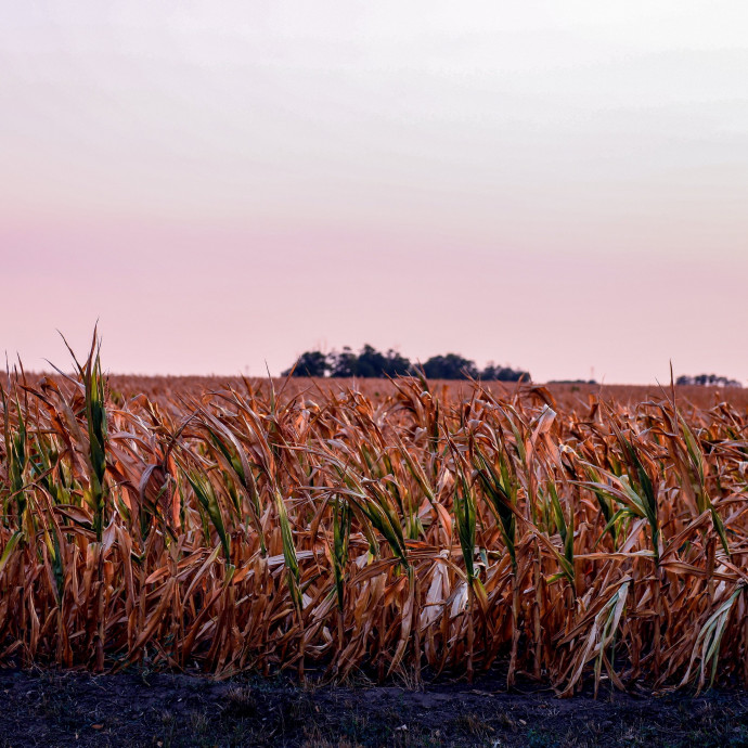 Tavaly a mezőgazdaság mentette meg a magyar gazdaságot, idén viszont lehúzhatja
