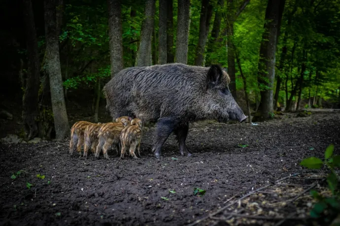 Vaddisznók elgázolásával gyanúsítják, őrizetbe vették