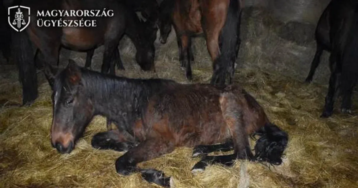 Pokoli körülmények között tartotta és éheztette lovait egy rétsági gazda