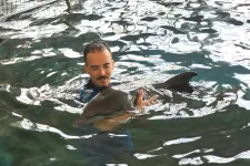 Elpusztult Baby, az első fogságban született romániai delfinborjú