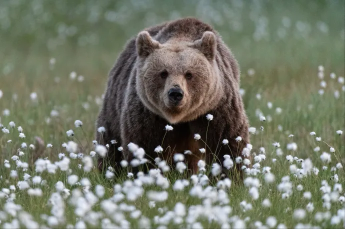 Arra hivatkozva akadályoztak meg egy medvekilövést Olaszországban, hogy Romániában készek befogadni az állatot