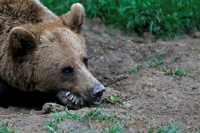 Kihirdette Iohannis a medvetörvényt: közel 500 állatot lőhetnek ki idén és jövőre is ugyanennyit