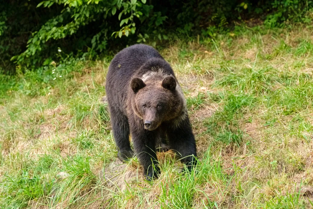 Biciklisre támadt egy medve Szlovákiában