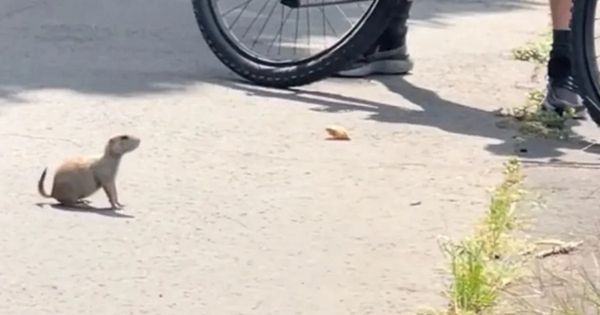 Kiszökött egy prérikutya a Fővárosi Állatkertből, járókelők védték meg az autóktól