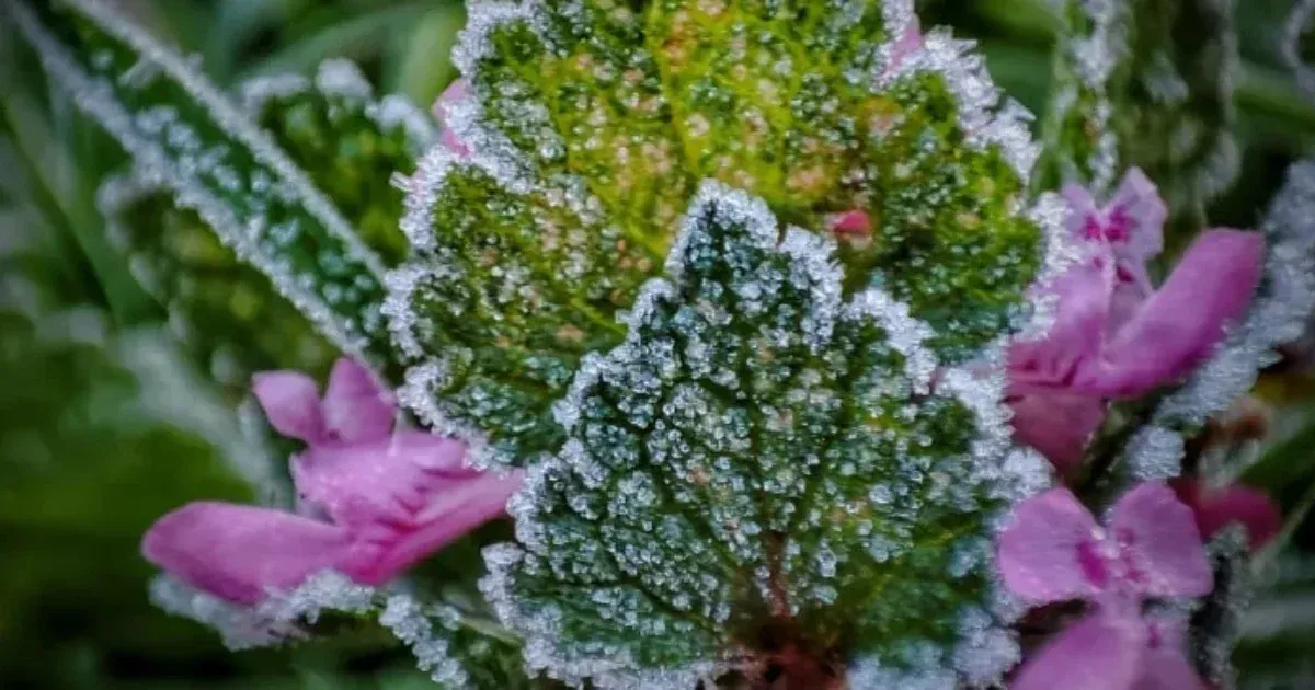 Fagy volt a Bükkben, ahol mínusz 3,7 Celsius-fokkal beállt az idei nyár hidegrekordja