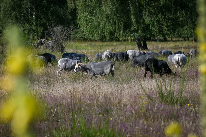 Több százezer juhot és kecskét öltek le Romániában a kiskérődzők pestise miatt