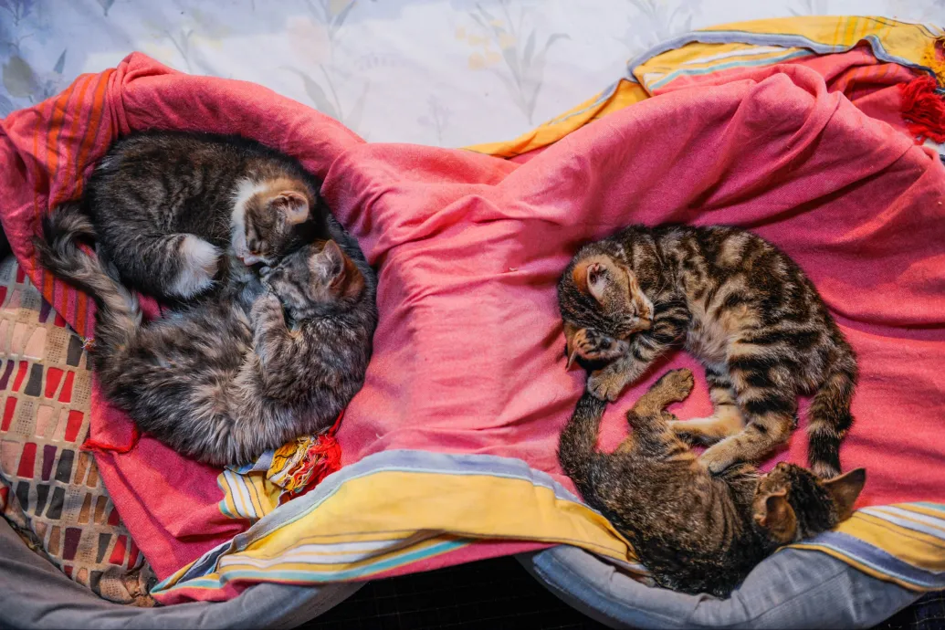 Cicaadót vetnének ki a Nairobi macskatartóira, mert túl sok a kóbor állat az utcákon