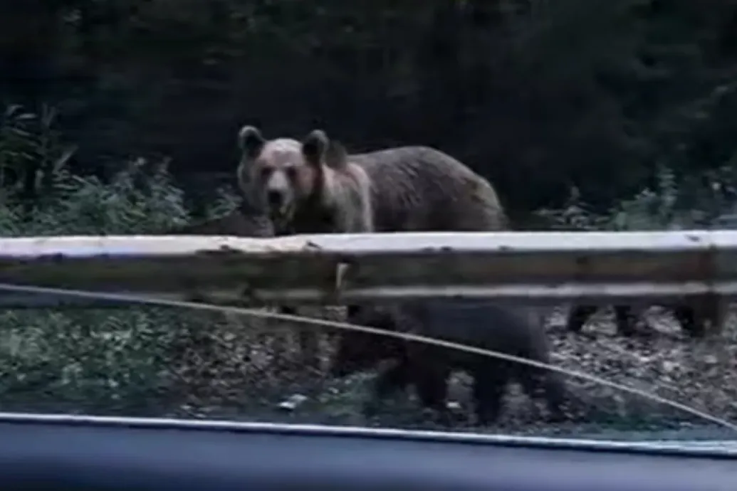 Egy anyamedve és három bocs járkál a Nógrád megyei Cered környékén
