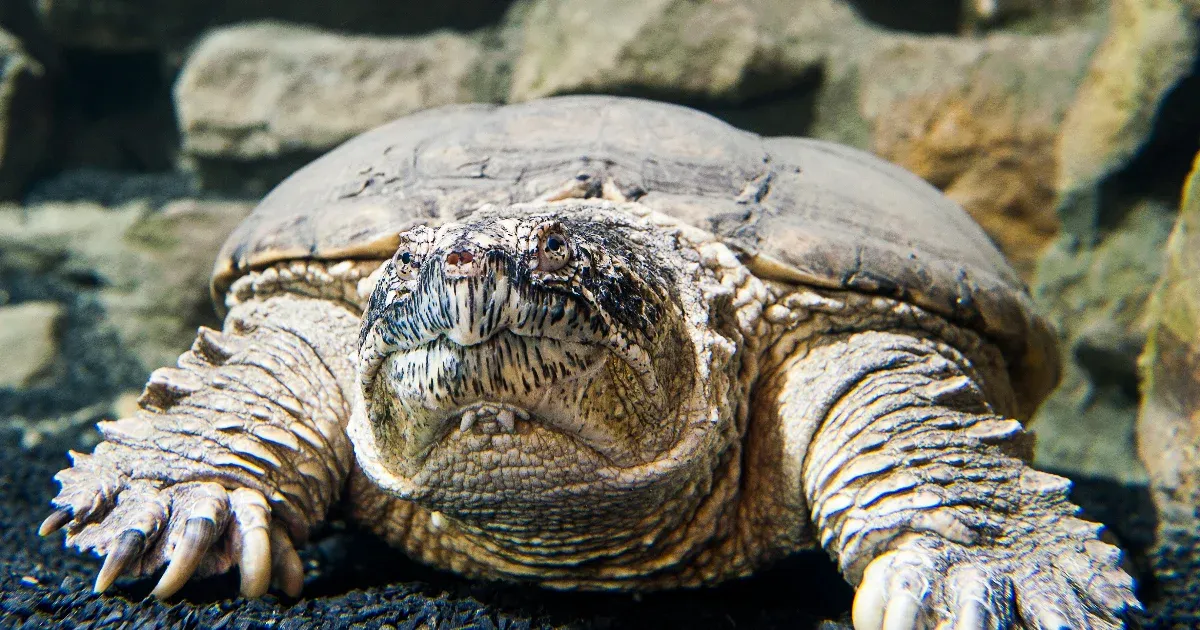 A Veresegyházi Medveotthonba került a Balatonból kifogott aligátorteknős