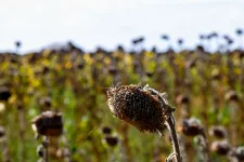 Már most több tízezer hektárnyi termőföldön pusztít az aszály