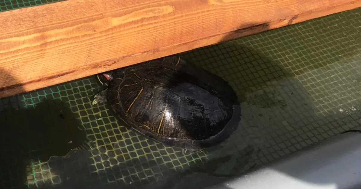 Két és fél kilós ékszerteknőst fogtak a Tiszában, ahol semmi keresnivalója nem lenne