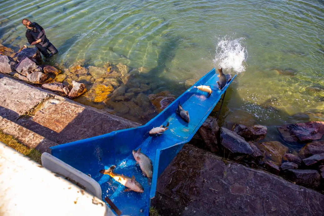 Halgazdálkodási jogot kaphatnak a mintagazdaságok, velük Lázár és Csányi is