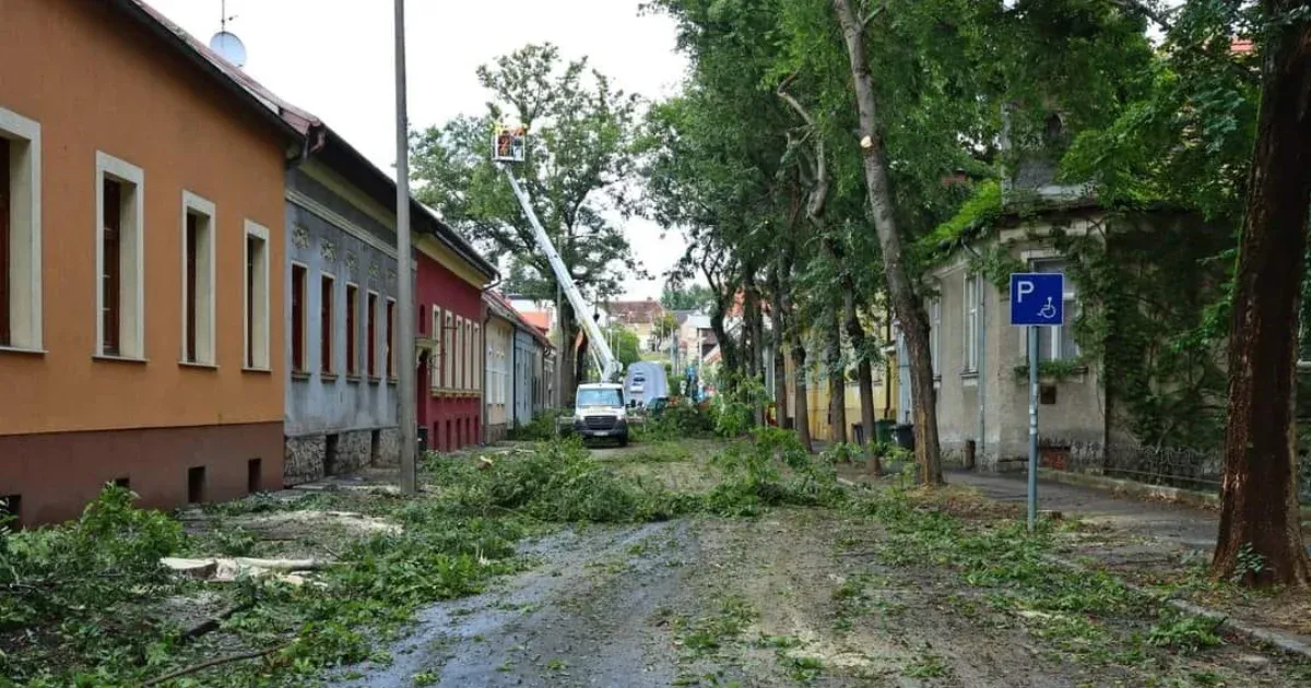 a street tree was cut down in Sopron